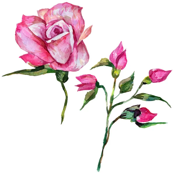 Wildflower rosa kwiat w stylu przypominającym akwarele na białym tle. — Zdjęcie stockowe