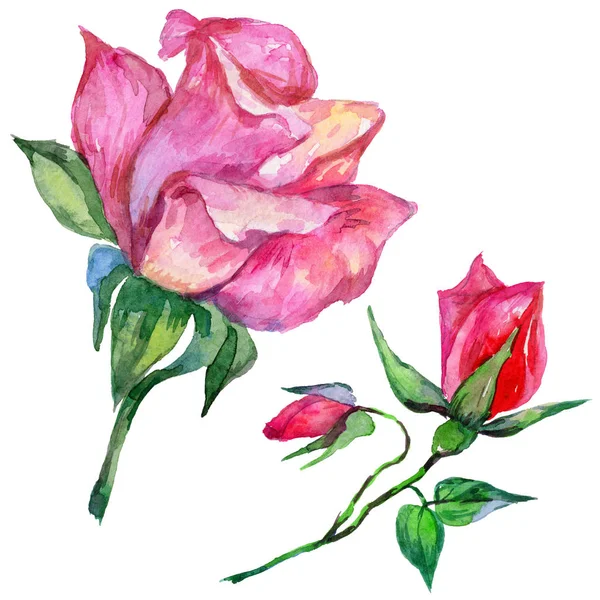 Fiore rosa fiore in uno stile acquerello isolato . — Foto Stock