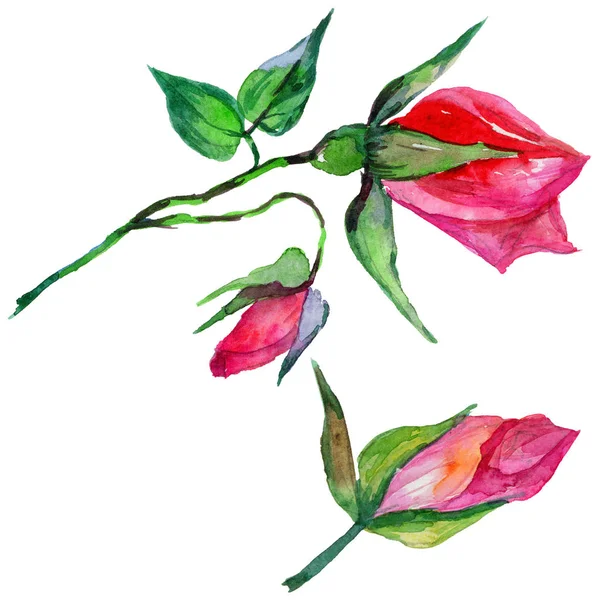 Kır çiçeği rosa çiçek izole bir suluboya tarzında.