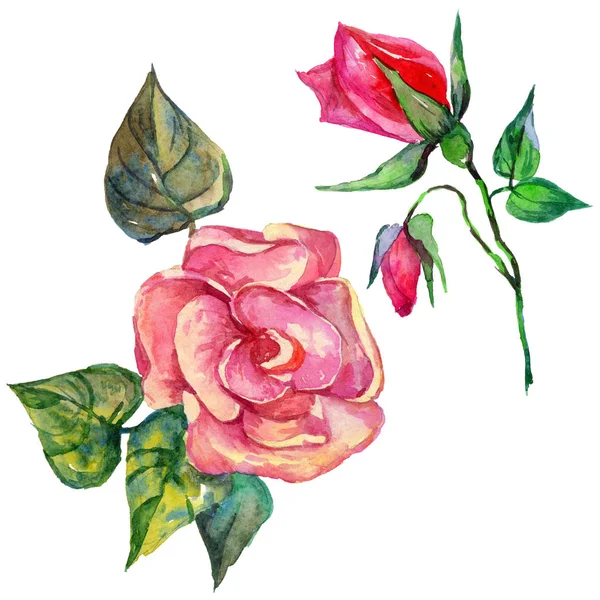 Wildflower rosa blomma i akvarell stil isolerade. — Stockfoto
