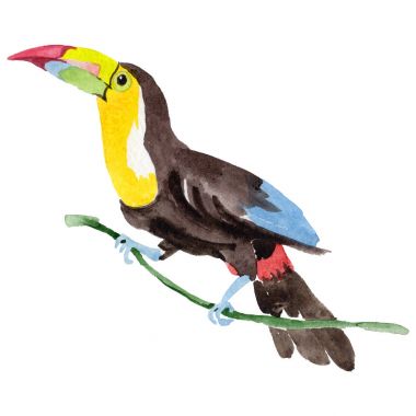 Gökyüzü kuş toucan suluboya Style izole bir yaban hayatı içinde.
