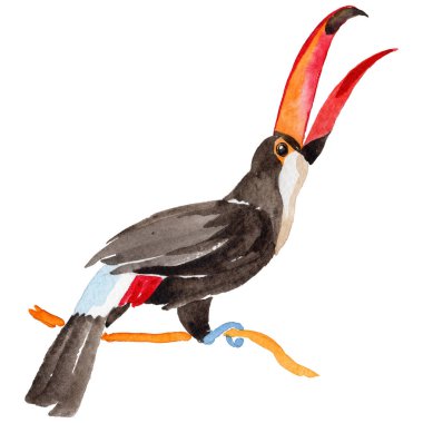 Gökyüzü kuş toucan suluboya Style izole bir yaban hayatı içinde.