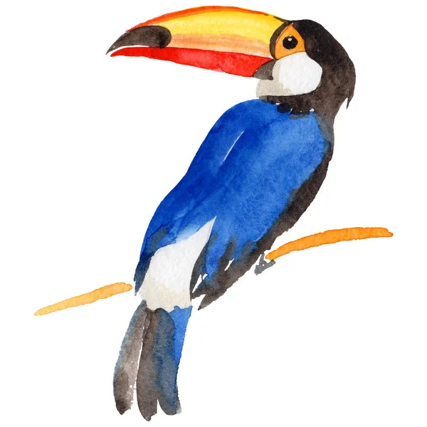 Gökyüzü kuş toucan suluboya Style izole bir yaban hayatı içinde.