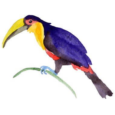 Gökyüzü kuş toucan suluboya Style izole bir yaban hayatı içinde.