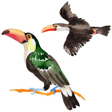 Gökyüzü kuş toucan suluboya Style izole bir yaban hayatı içinde.