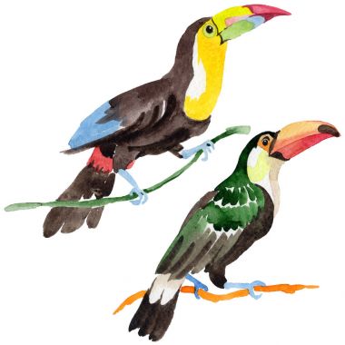 Gökyüzü kuş toucan suluboya Style izole bir yaban hayatı içinde.