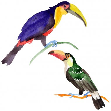 Gökyüzü kuş toucan suluboya Style izole bir yaban hayatı içinde.