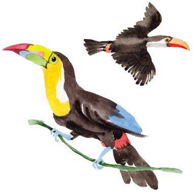 Gökyüzü kuş toucan suluboya Style izole bir yaban hayatı içinde.