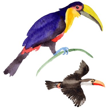 Gökyüzü kuş toucan suluboya Style izole bir yaban hayatı içinde.