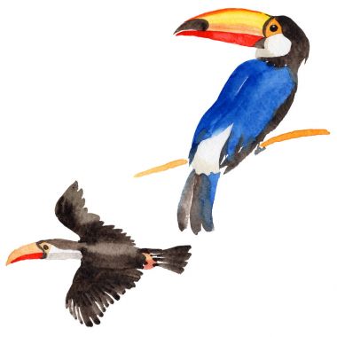 Gökyüzü kuş toucan suluboya Style izole bir yaban hayatı içinde.
