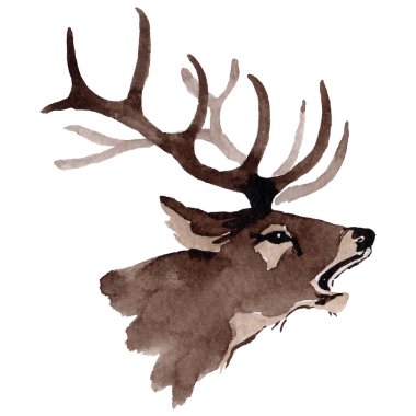 Ren geyiği vahşi hayvan izole bir suluboya tarzında.