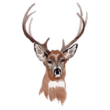 Ren geyiği vahşi hayvan izole bir suluboya tarzında.