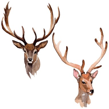 Ren geyiği vahşi hayvan izole bir suluboya tarzında.