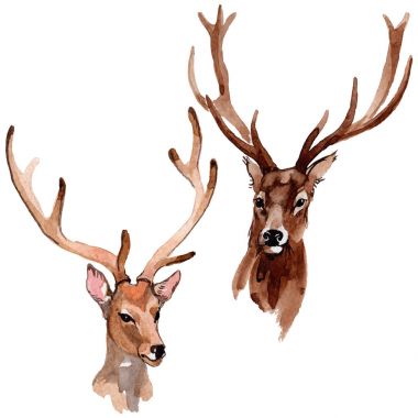 Ren geyiği vahşi hayvan izole bir suluboya tarzında.