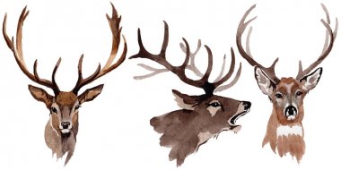 Ren geyiği vahşi hayvan izole bir suluboya tarzında.