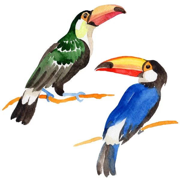 Sky bird toucan dans une faune par aquarelle style isolé . — Photo