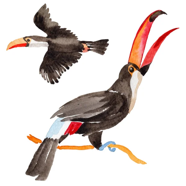 Ουρανό πουλί toucan σε μια άγρια από στυλ υδροχρώματος απομονωμένες. — Φωτογραφία Αρχείου