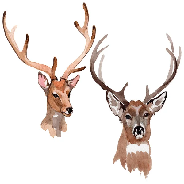 Ren geyiği vahşi hayvan izole bir suluboya tarzında.