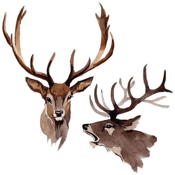 Ren geyiği vahşi hayvan izole bir suluboya tarzında.