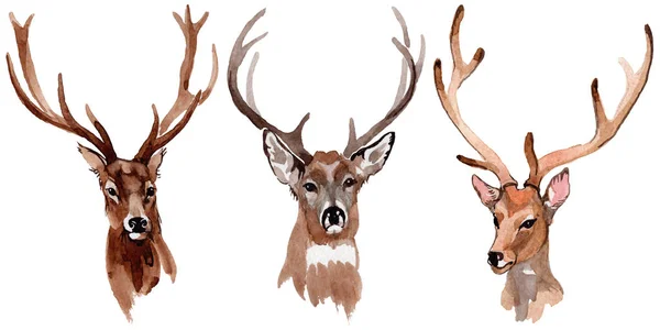 Renar vilda djur i akvarell stil isolerade. — Stockfoto