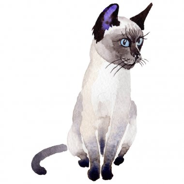 Kedi vahşi hayvan izole bir suluboya tarzında.