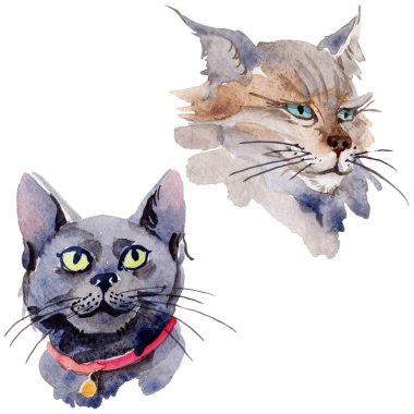 Kedi vahşi hayvan izole bir suluboya tarzında.