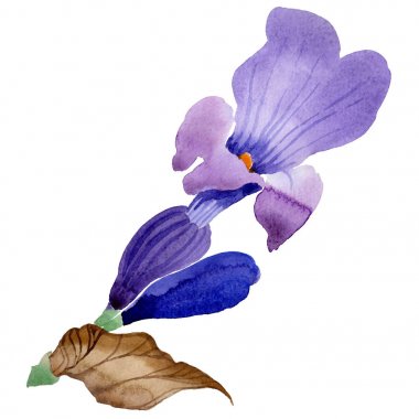 Kır çiçeği lavanta çiçek izole bir suluboya tarzında.