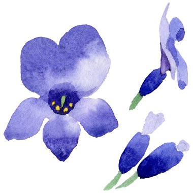 Kır çiçeği lavanta çiçek izole bir suluboya tarzında.