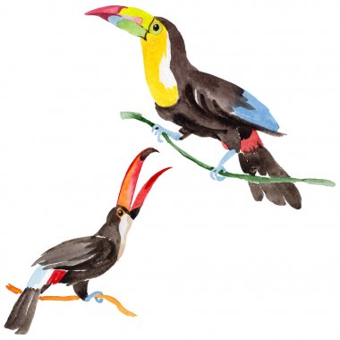 Gökyüzü kuş toucan suluboya Style izole bir yaban hayatı içinde.