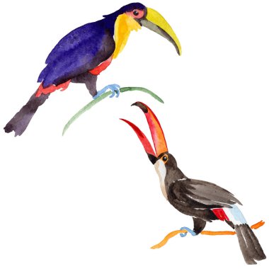 Gökyüzü kuş toucan suluboya Style izole bir yaban hayatı içinde.