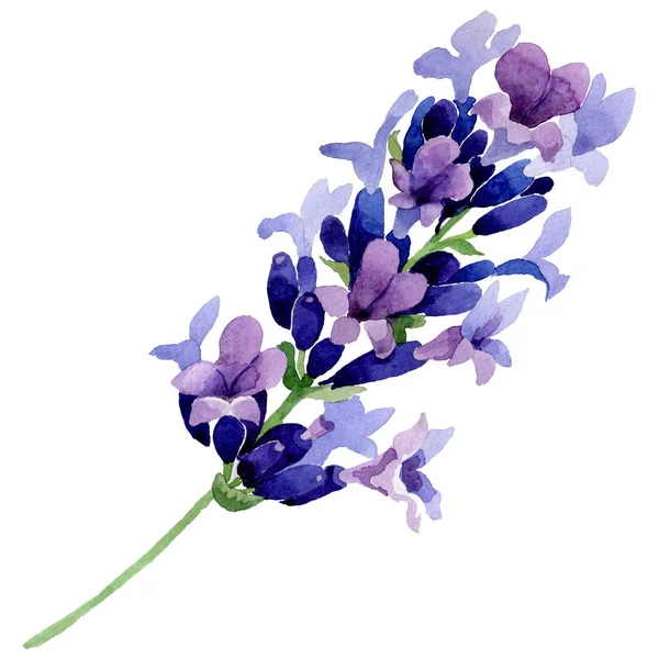 Wildflower lavendel blomma i akvarell stil isolerade. — Stockfoto