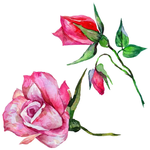 Цветок розовый полевой цветок в акварельном стиле изолирован . — стоковое фото