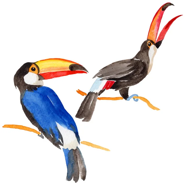 Céu pássaro tucano em uma vida selvagem por aquarela estilo isolado . — Fotografia de Stock