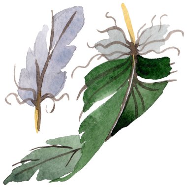 Suluboya kuş tüyü izole kanat üzerinden.