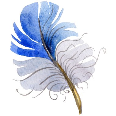 Suluboya kuş tüyü izole kanat üzerinden.