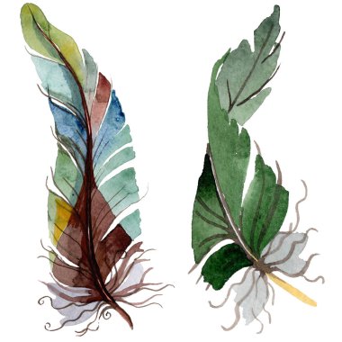 Suluboya kuş tüyü izole kanat üzerinden.