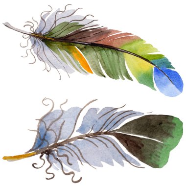 Suluboya kuş tüyü izole kanat üzerinden.