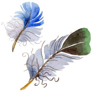 Suluboya kuş tüyü izole kanat üzerinden.