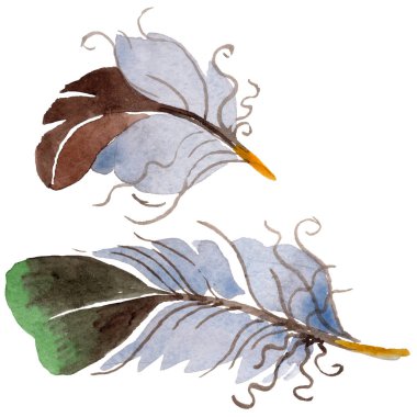 Suluboya kuş tüyü izole kanat üzerinden.