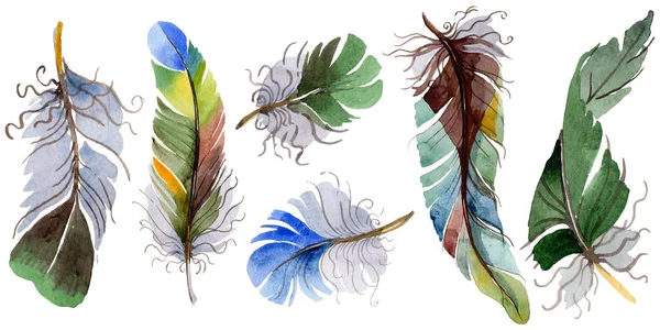 고립 된 날개에서 수채화 새 깃털. — 스톡 사진