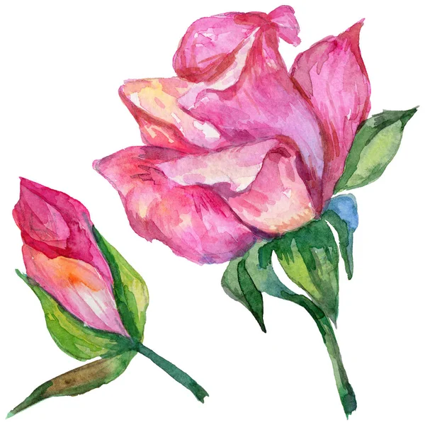 Kır çiçeği rosa çiçek izole bir suluboya tarzında.