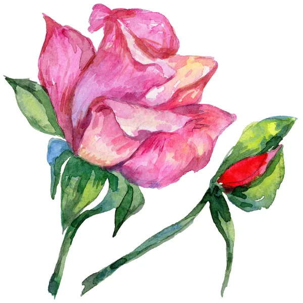 Kır çiçeği rosa çiçek izole bir suluboya tarzında.