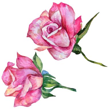 Kır çiçeği rosa çiçek izole bir suluboya tarzında.