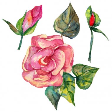 Kır çiçeği rosa çiçek izole bir suluboya tarzında.