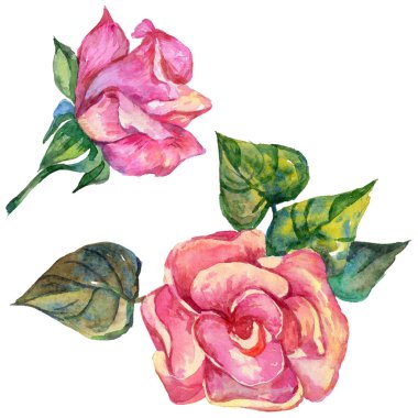 Kır çiçeği rosa çiçek izole bir suluboya tarzında.