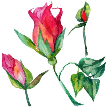 Kır çiçeği rosa çiçek izole bir suluboya tarzında.