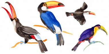 Gökyüzü kuş toucan suluboya Style izole bir yaban hayatı içinde.