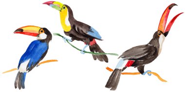 Gökyüzü kuş toucan suluboya Style izole bir yaban hayatı içinde.