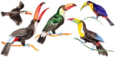 Gökyüzü kuş toucan suluboya Style izole bir yaban hayatı içinde.