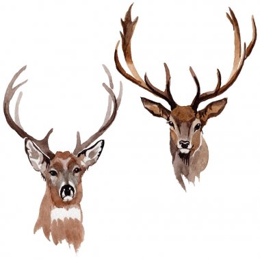 Ren geyiği vahşi hayvan izole bir suluboya tarzında.